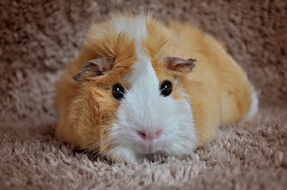 Strubel sweet animal
