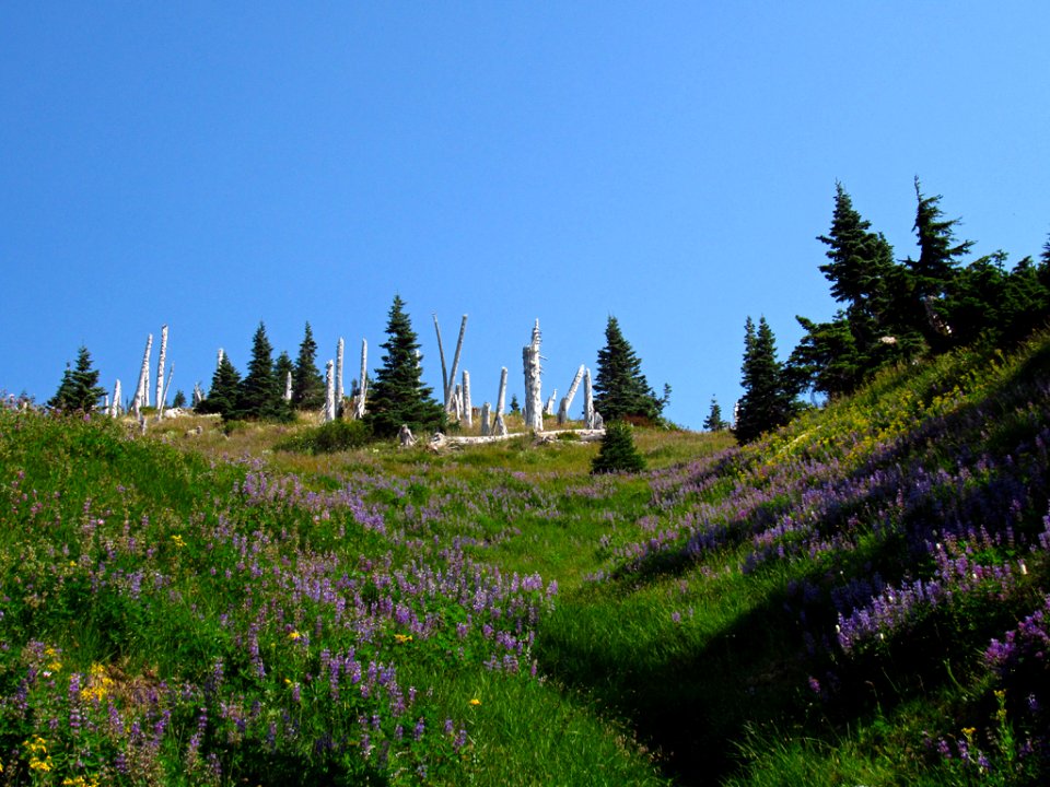 Wildflowers at Mt. Margaret Backcountry in WA