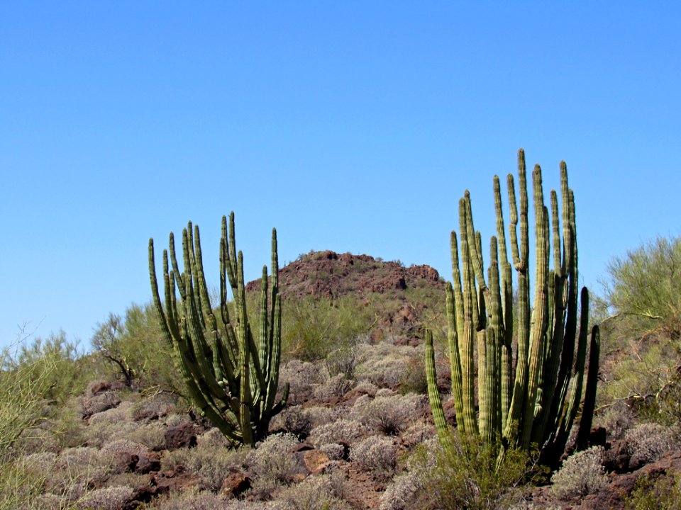 Organ Pipe Cactus NM in Arizona