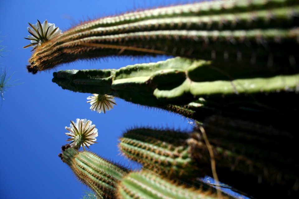 Ceres Cacti Triplicate