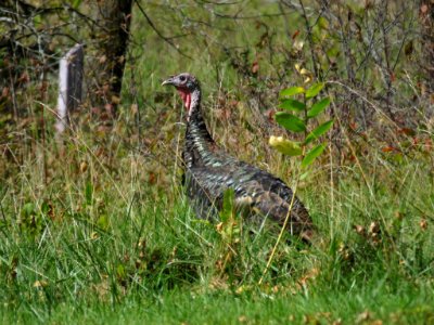 Wild Turkey