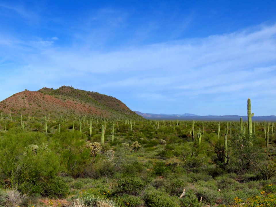 Organ Pipe Cactus NM in AZ