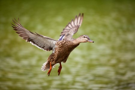 Flaps Down, Gear Down
