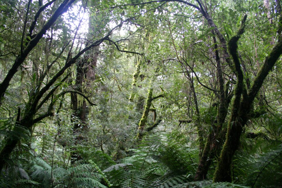 Australia forest foliage