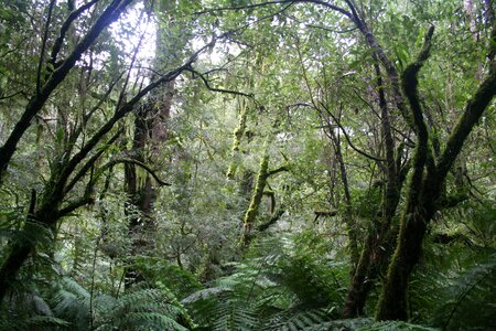 Australia forest foliage