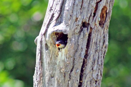 Hungry Tree Swallow photo