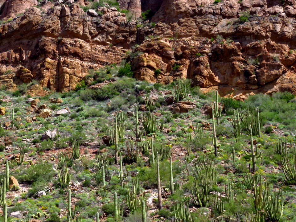 Organ Pipe Cactus NM in AZ photo