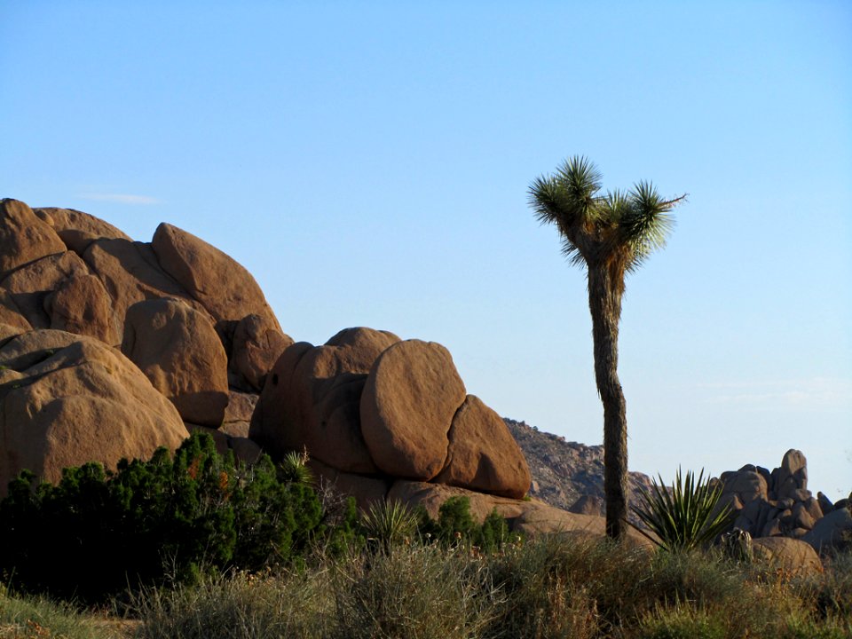Joshua Tree NP in CA