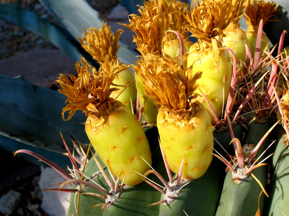 Barrel Cactus Buds