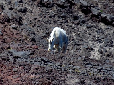 Mountain Goats at Mt. St. Helens NM in WA photo