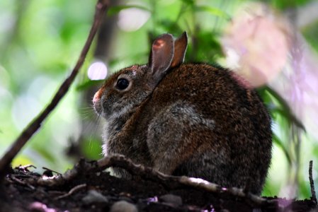 Eastern Cottontail photo