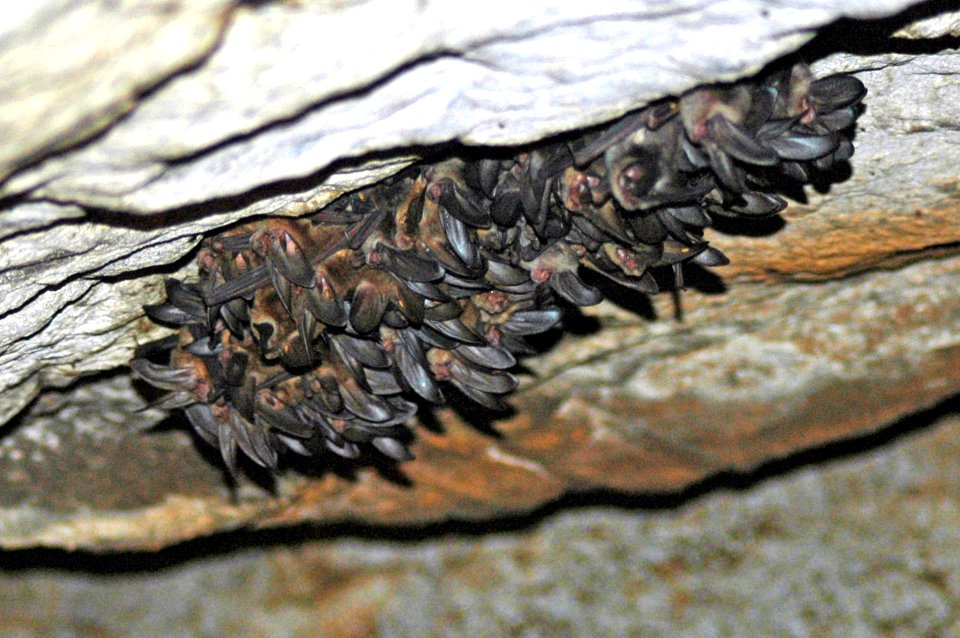 Ozark Big-eared Bat Maternity Colony