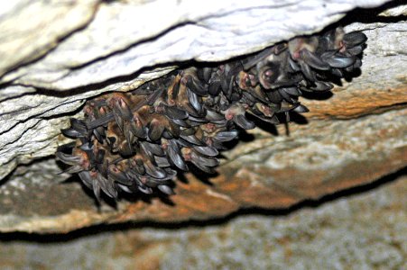 Ozark Big-eared Bat Maternity Colony
