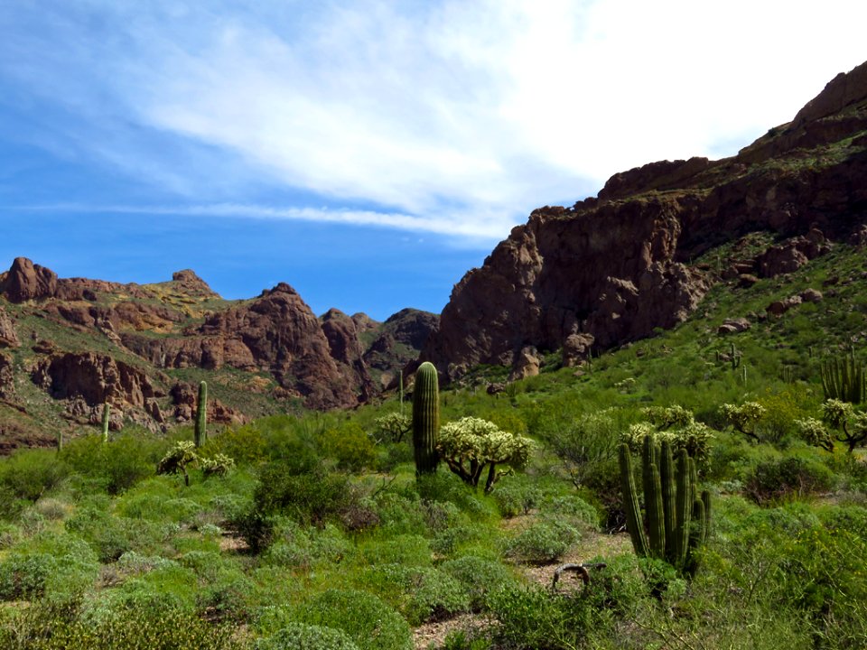 Organ Pipe Cactus NM in AZ