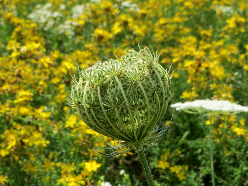 Inflorescence macro flora
