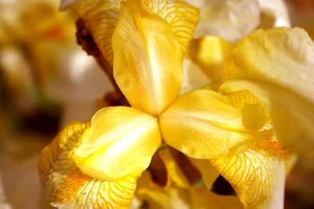 Yellow Iris Insides