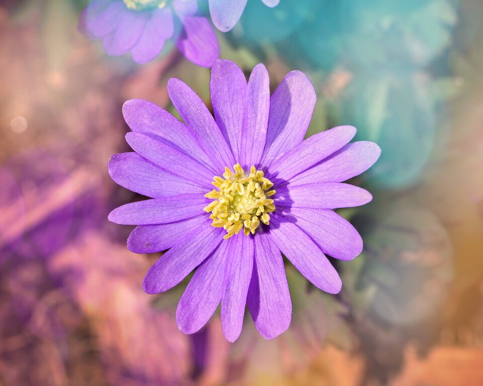 Blossom bloom pink