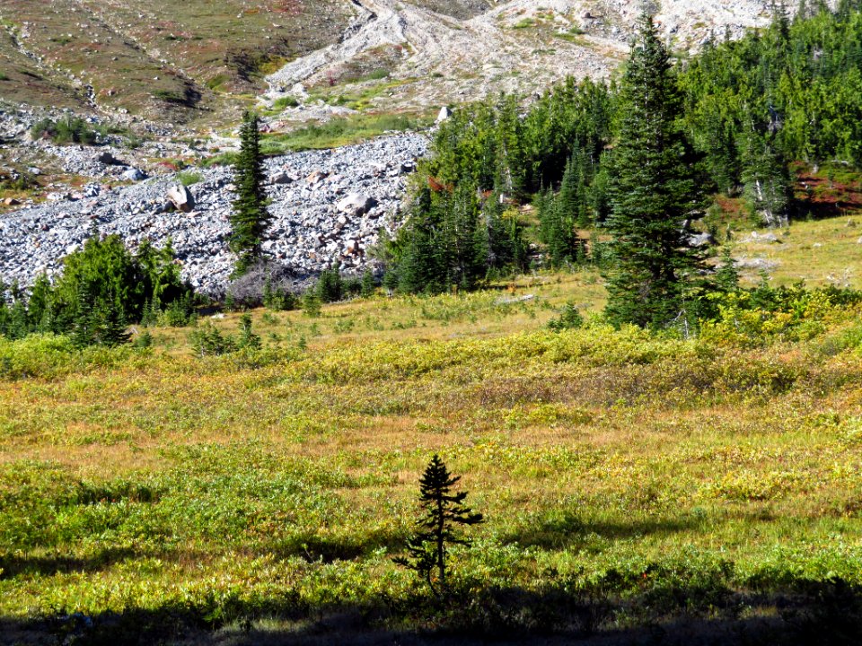 Glacier Basin Trail at Mt. Rainier NP in WA