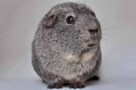 Black and white agouti nager rodent