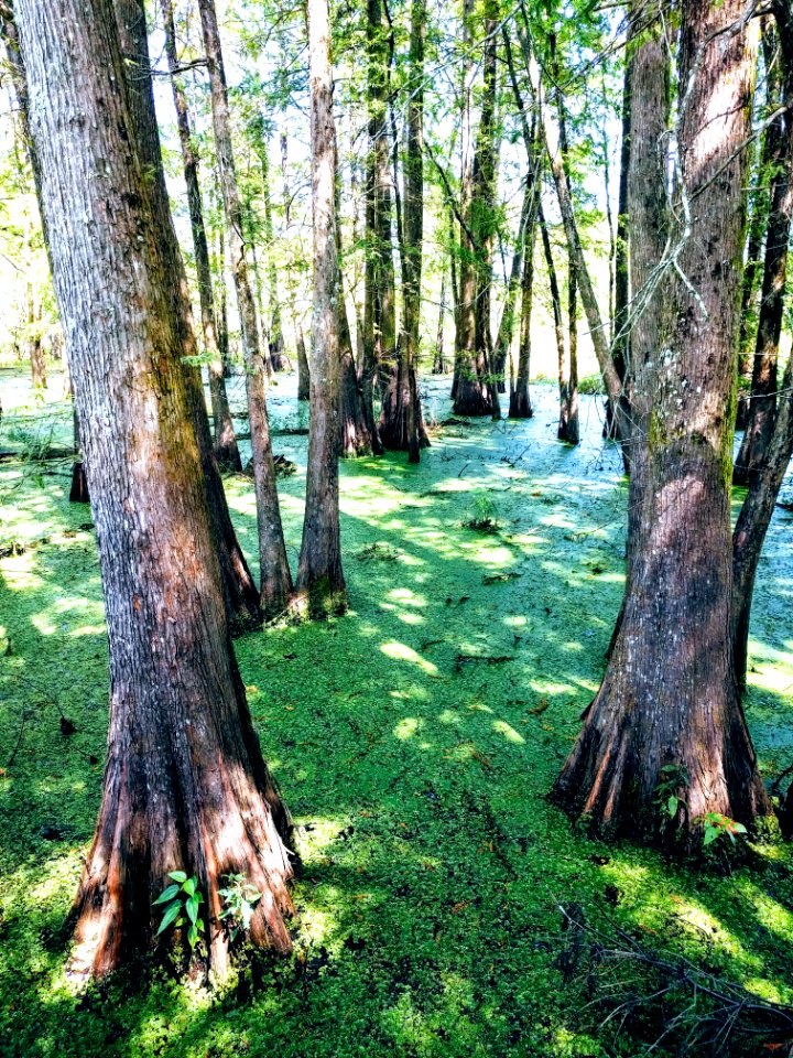 Cypress Bayou and duck weed Cypress Island Lafayette Louisiana