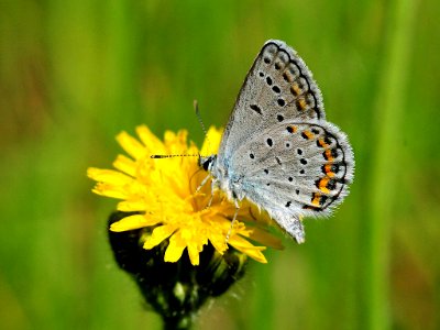 Karner blue butterfly (Lycaeides melissa samuelis) photo