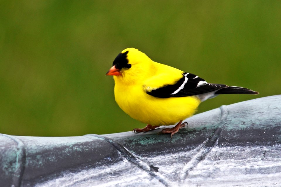 American goldfinch perched on a bird bath