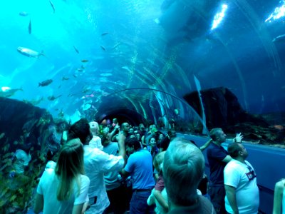 Tunnel Georgia Aquarium Atlanta photo