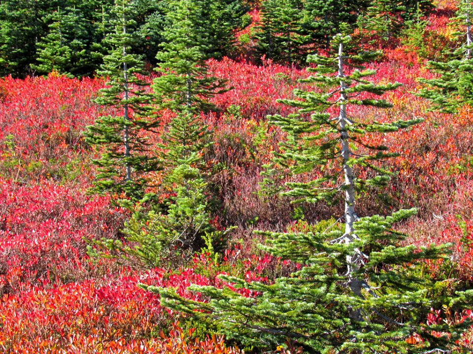 Autumn at Skyline Trail at Mt. Rainier NP in WA