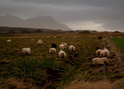 Iceland sheep photo