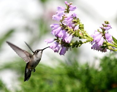 Ruby-throated hummingbird feeding from an obedient plant