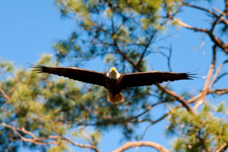 Bald Eagle photo