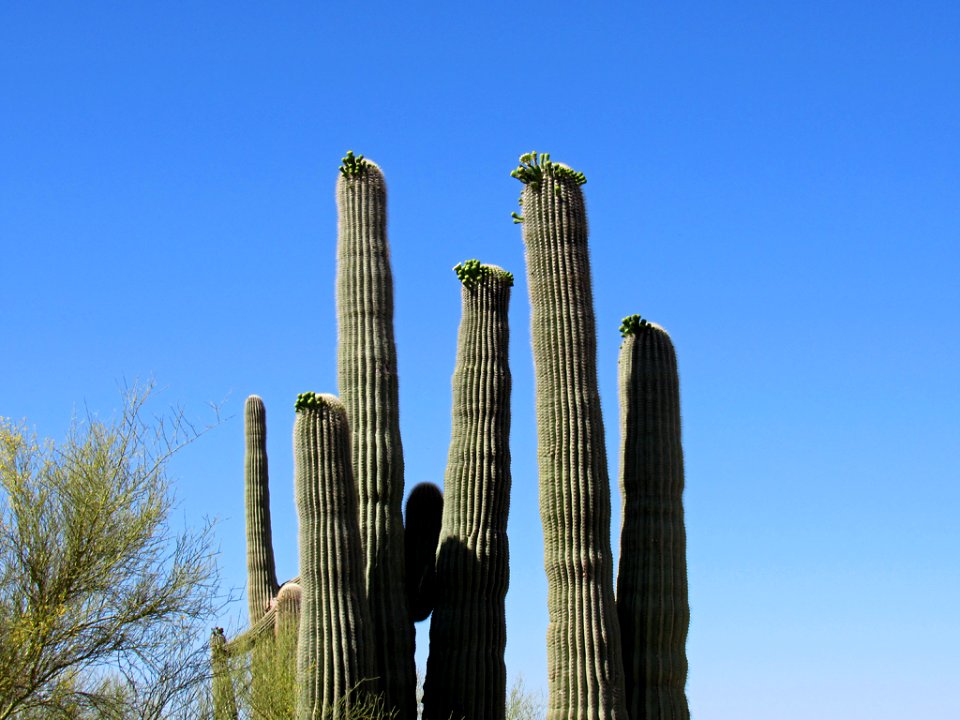 Organ Pipe Cactus NM in Arizona