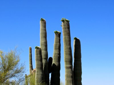 Organ Pipe Cactus NM in Arizona