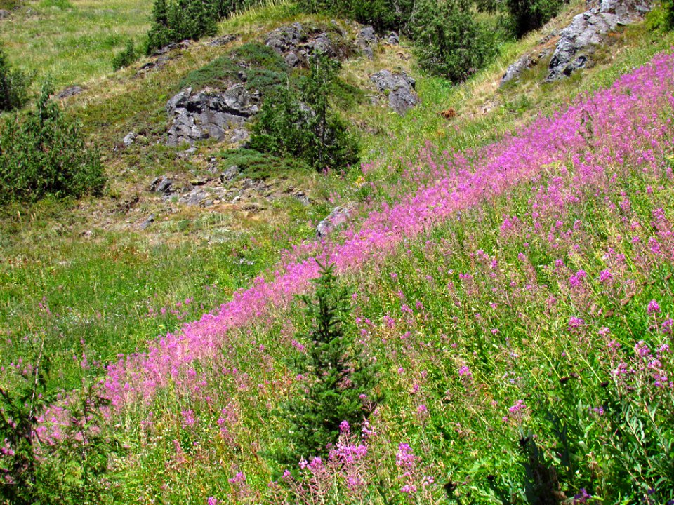 Wildflowers at Tatoosh Wilderness in WA