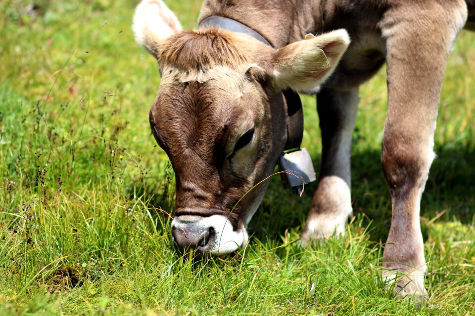 Pasture eat cowboy