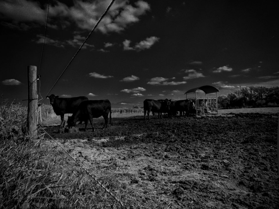 Cattle