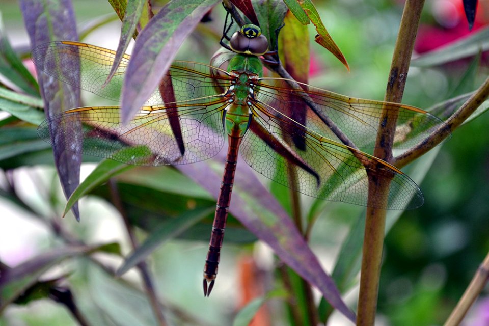 Green Darner Dragonfly