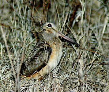 American woodcock