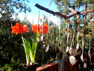 Amaryllis and Spoons