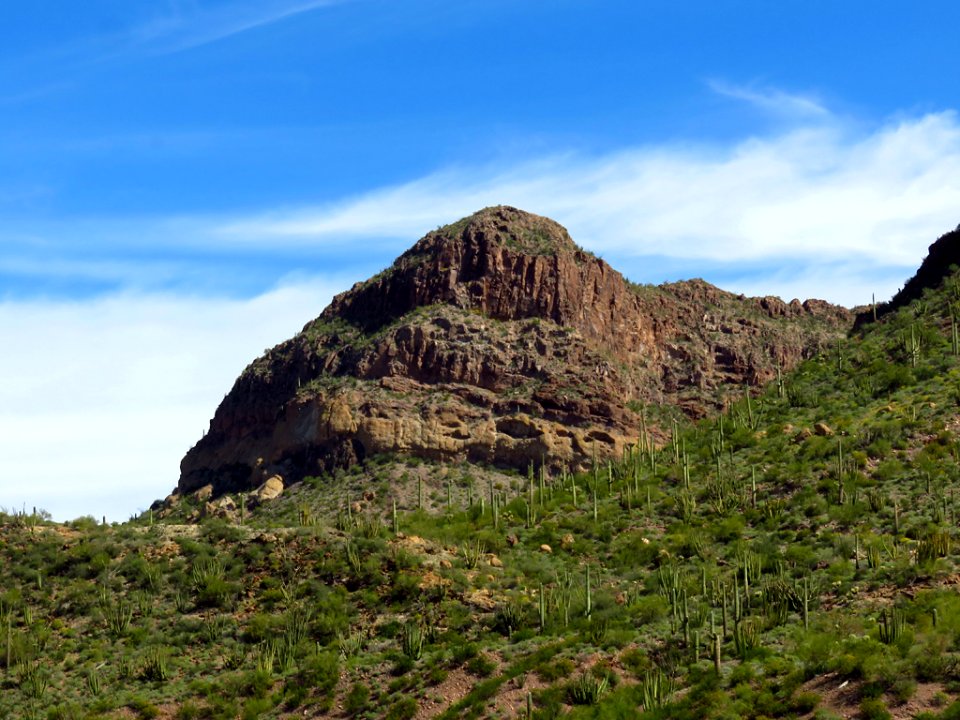 Organ Pipe Cactus NM in AZ