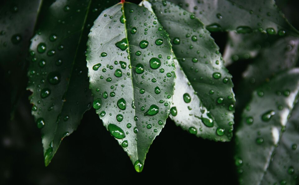 Rain drops raining wet photo