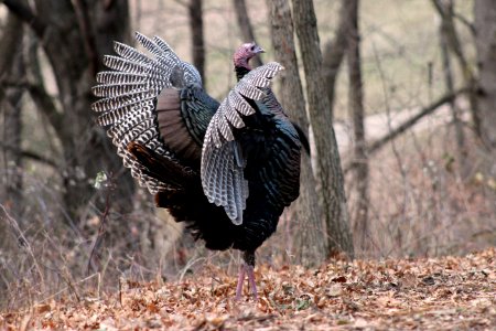 Wild Turkey