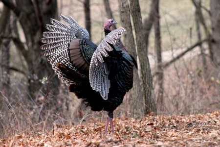 Wild Turkey photo