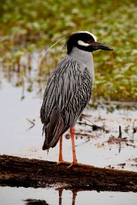 Yellow-crowned Night Heron