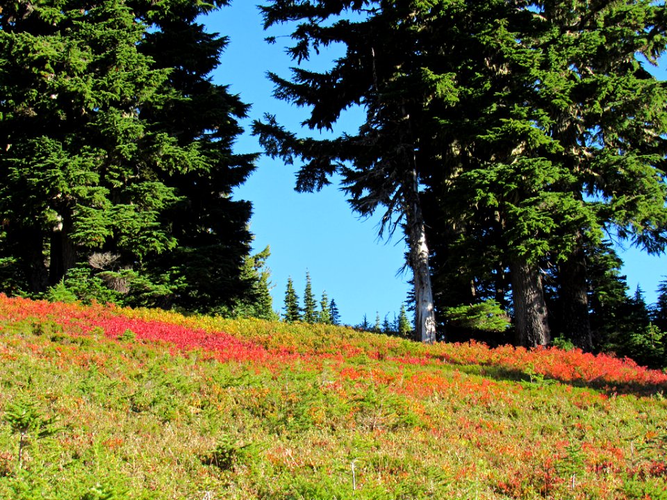 Autumn at Skyline Trail at Mt. Rainier NP in WA