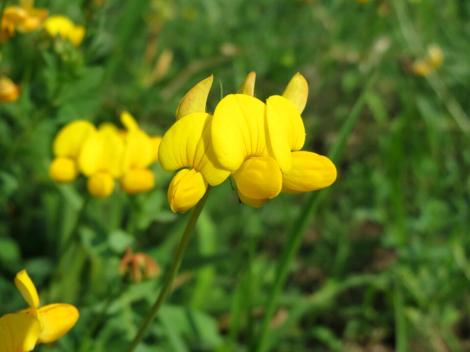 Birdfoot deervetch eggs and bacon wildflower
