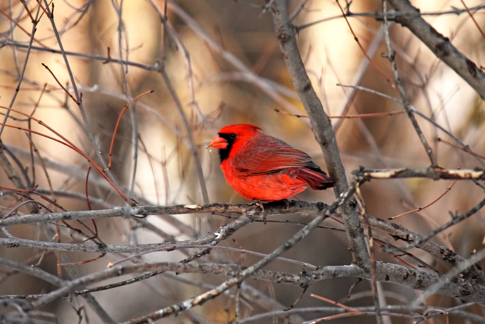 Northern cardinal in a tree photo