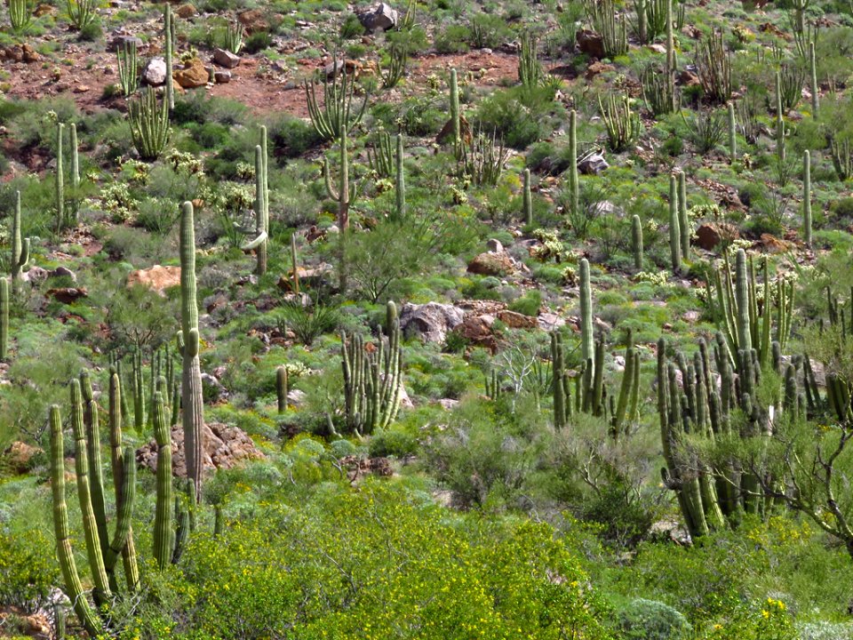 Organ Pipe Cactus NM in AZ