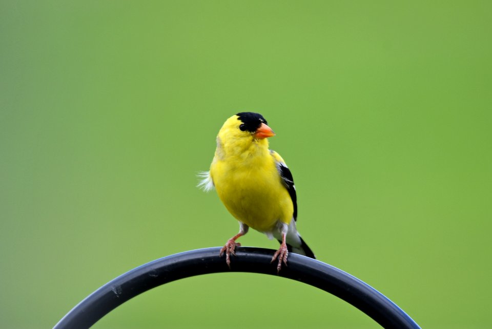 American goldfinch