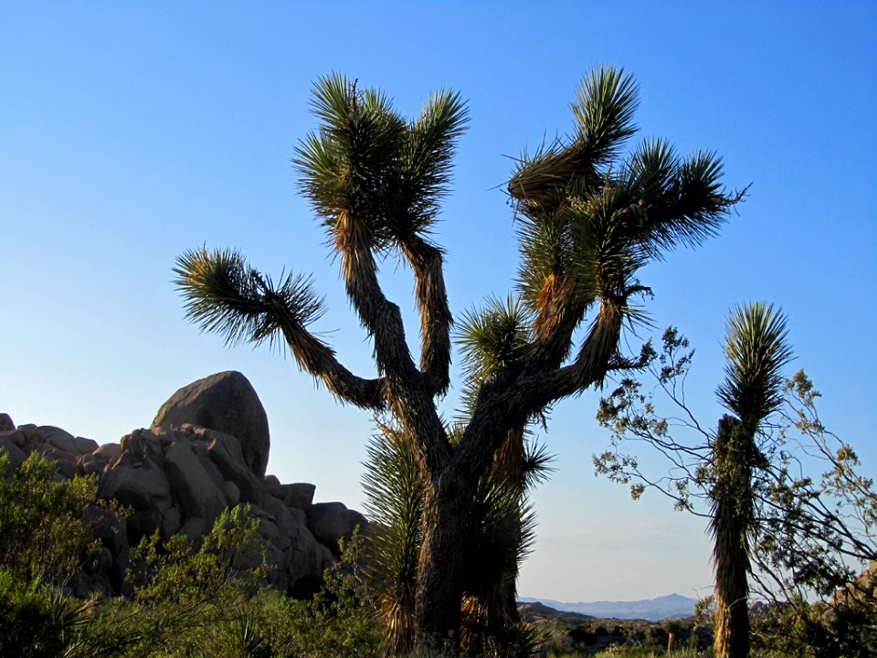 Joshua Tree NP in CA